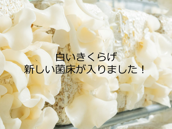新しい菌床が入りました！