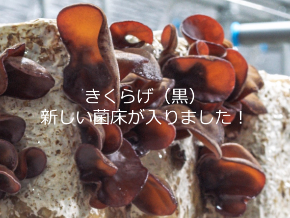 きくらげ（黒）の新しい菌床が入りました！