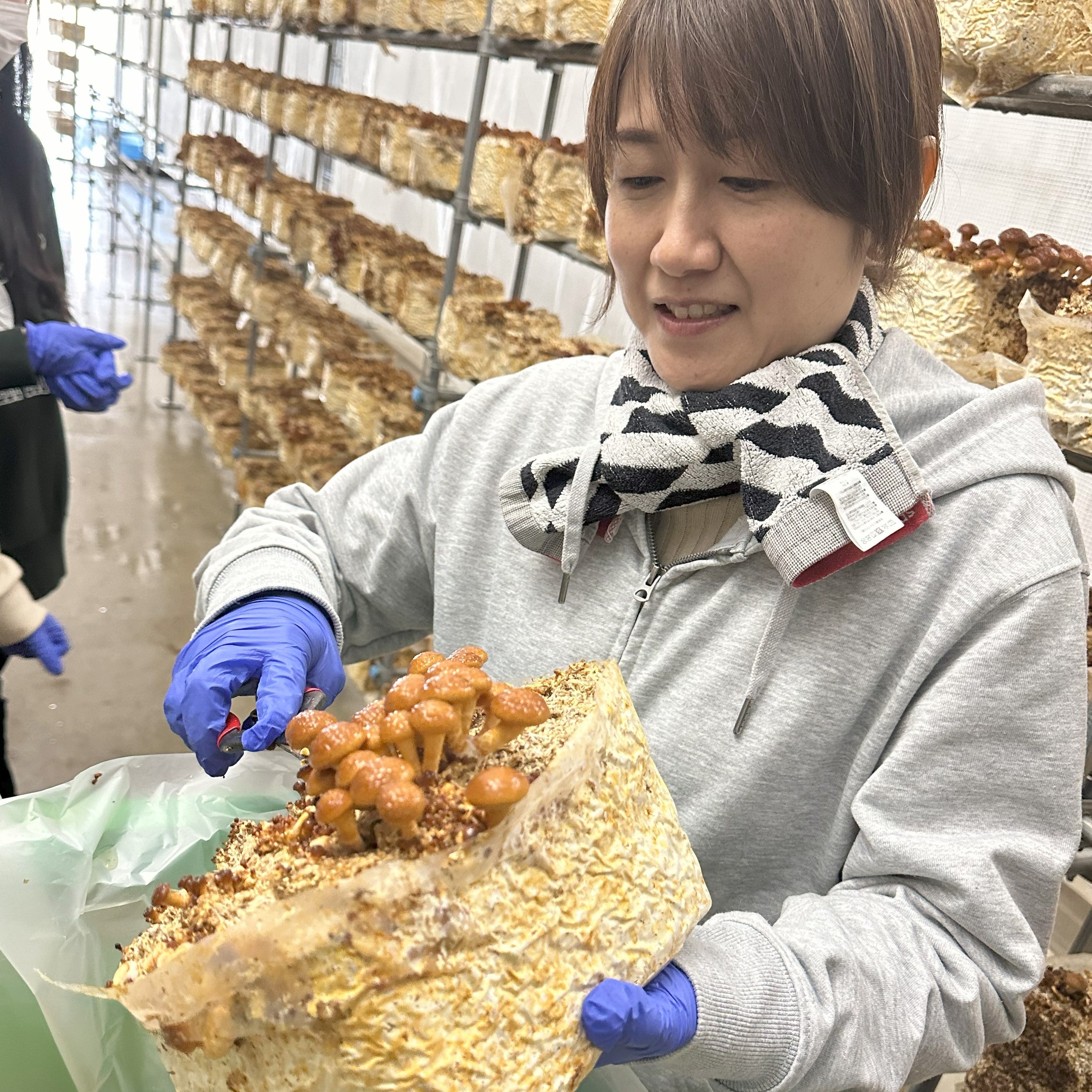 なめこの収穫体験