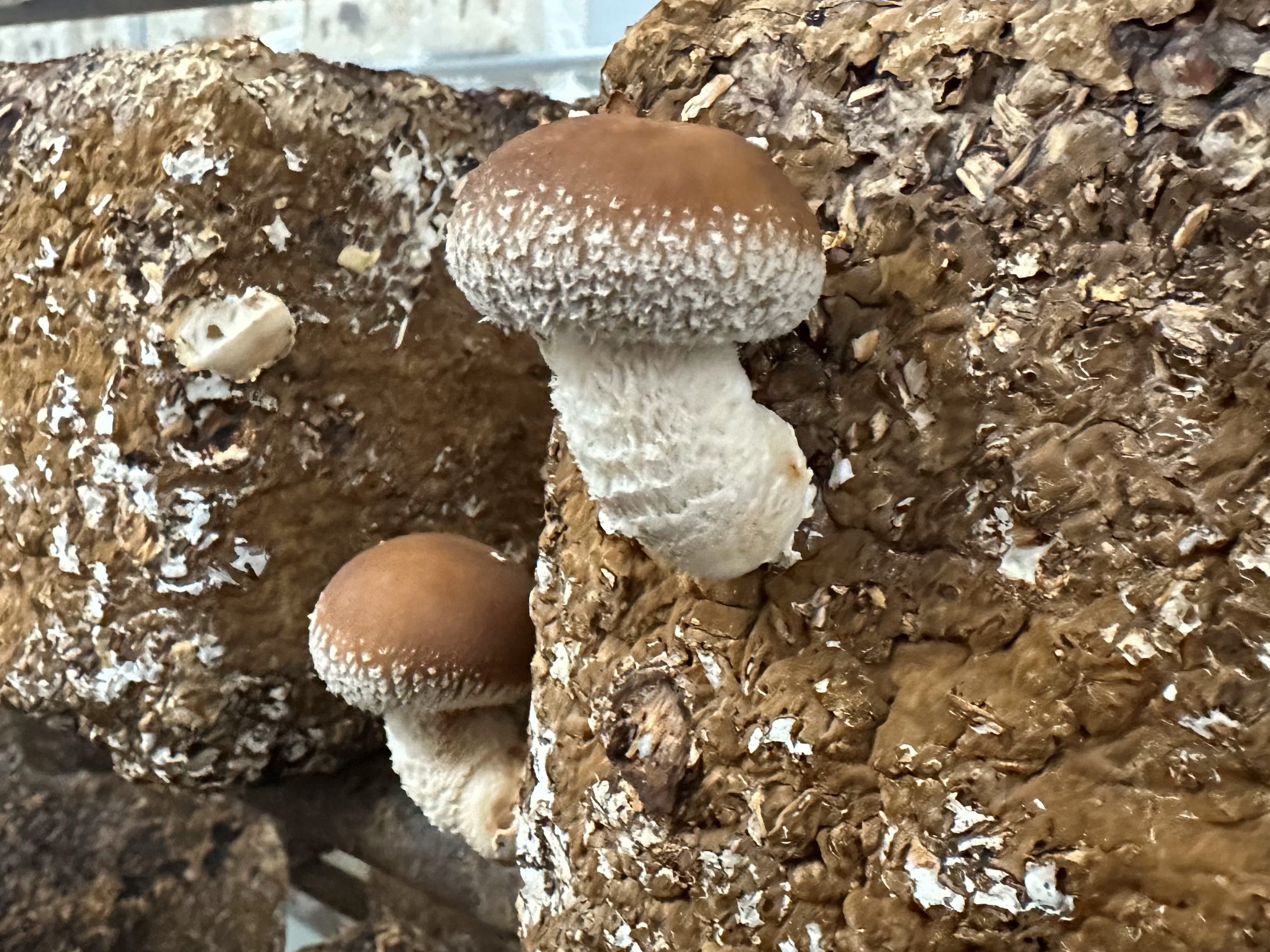 しいたけ栽培中です