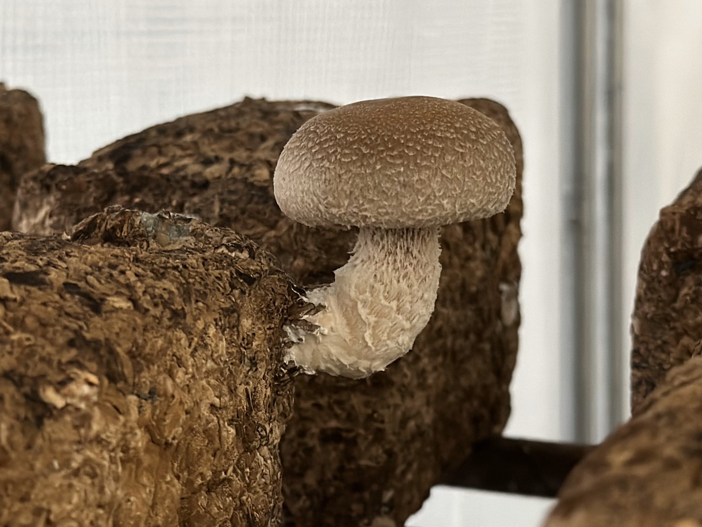 しいたけの収穫
